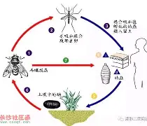 跗骨之蛆有多恶心?对手打越狠反伤越疼的机制 跗骨之蛆有多恶心?对手打越狠反伤越疼的机制